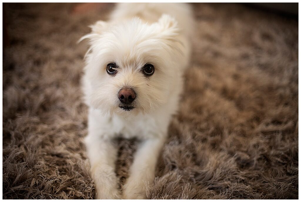 white dog on carpet