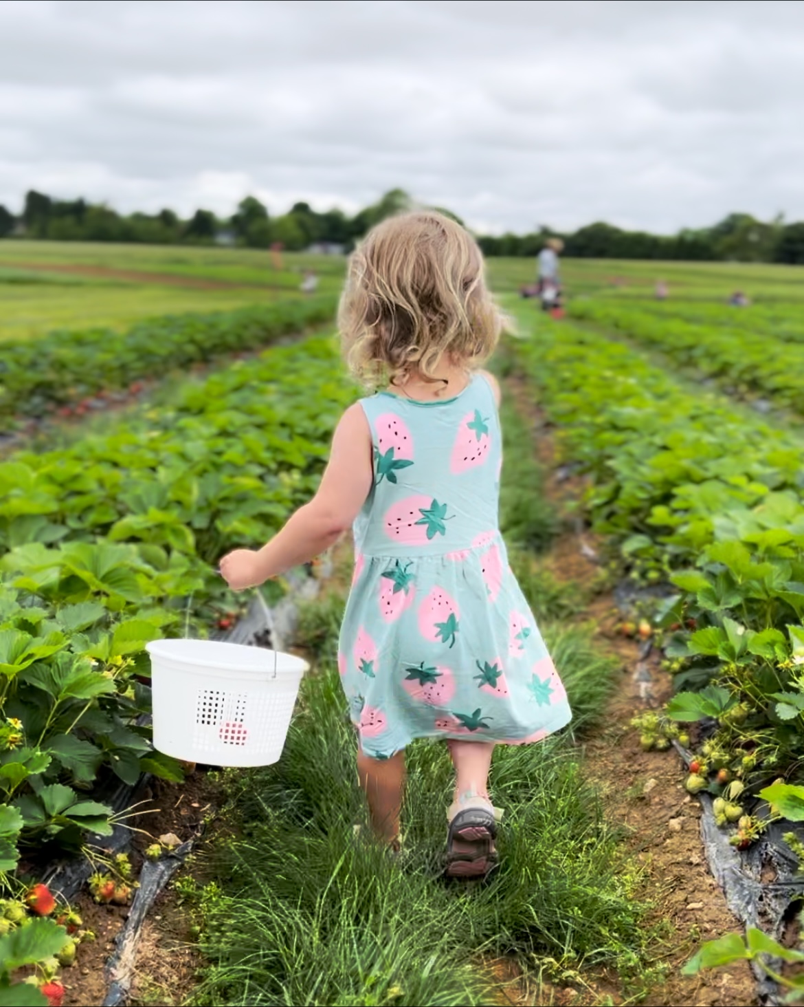 best u pick fruit in and around baltimore little girl picking strawberries
