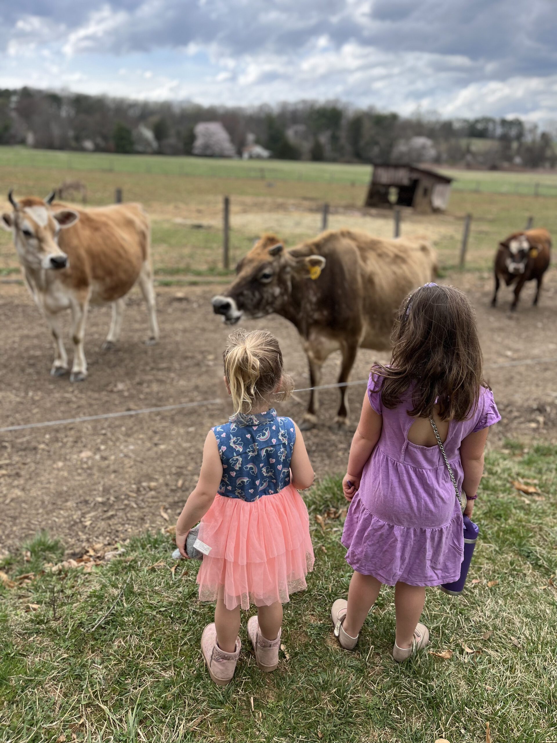 two girls watching cows at prigel creamery in baltimore